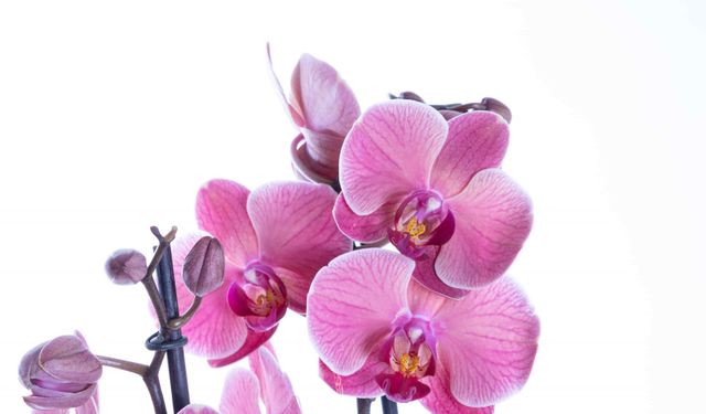 Başkentin Hızına ve Zarafetine Uygun Rehber