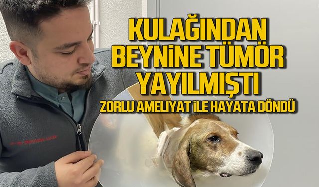 Beynine kadar tümör ilerledi. Sokak köpeğini hayata döndürdüler
