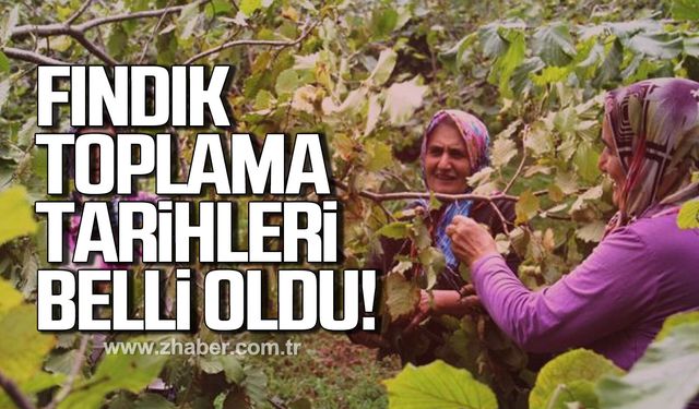 Alaplı’da fındık hasat takvimi açıklandı
