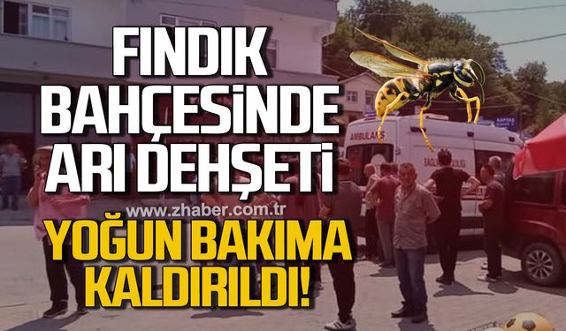 Fındıklıkta arı dehşeti. Yoğun bakıma kaldırıldı