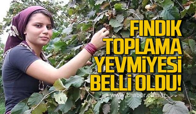 Alaplı ve Kdz. Ereğli'de fındık toplama yevmiyesi belli oldu