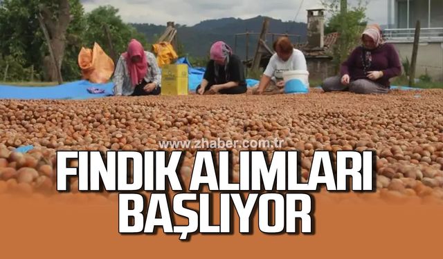 Alaplı'da fındık alımları başlıyor
