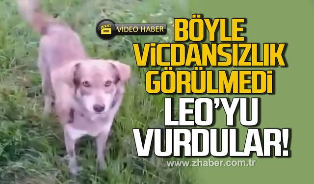 Böyle vicdansızlık görülmedi. Leo'yu vurdular