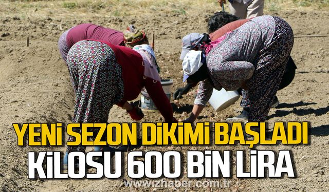 Karabük'te safranın yeni sezon dikimi başladı. Kilosu 600 bin lira.