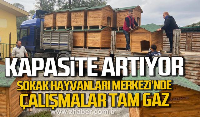 Kdz. Ereğli'de Sokak Hayvanları Merkezi'nde kapasite artıyor.