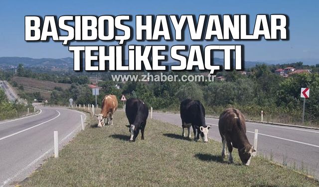 Kara yoluna çıkan başıboş hayvanlar tehlike saçıyor
