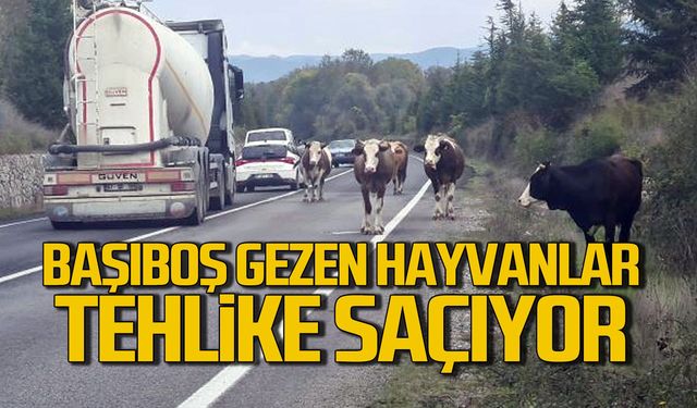 Başıboş gezen hayvanlar tehlike saçıyor