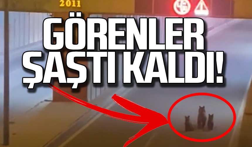 Şehir merkezinde yakalandılar! Görenler şaştı kaldı!
