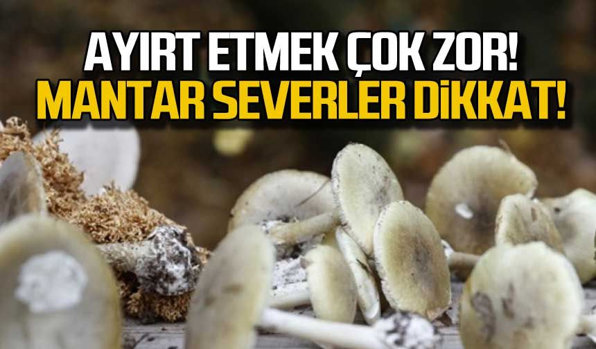 Mantar severler dikkat! Ayırt etmek çok zor!