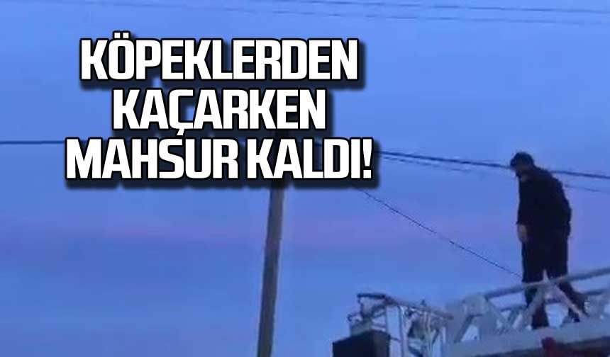 Köpeklerden kaçtı! İtfaiye kurtardı!