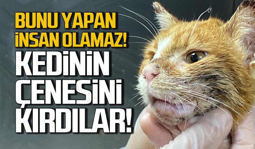 Zonguldak'ta kedinin çenesini kırdılar!