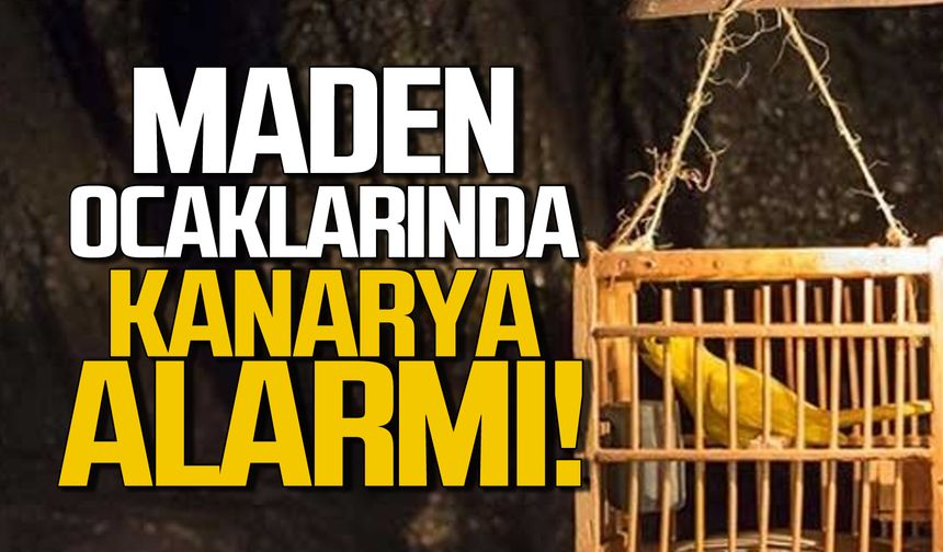 Maden ocaklarında neden kanarya kullanıldı?