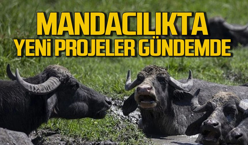 Çaycuma'da mandacılık için yeni projeler gündemde!