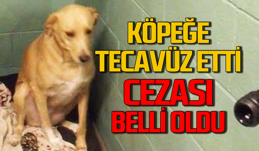 Karabük’te köpeğe tecavüz eden şahıs tutuklandı