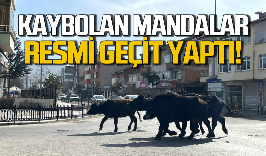 Kaybolan mandalar resmi geçit yaptı!