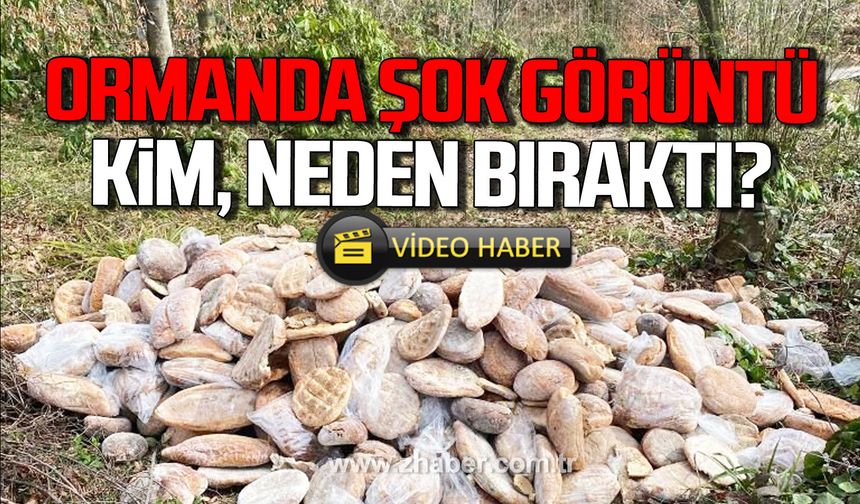 Zonguldak'ta ormanda şok görüntü! Kim, neden bıraktı?