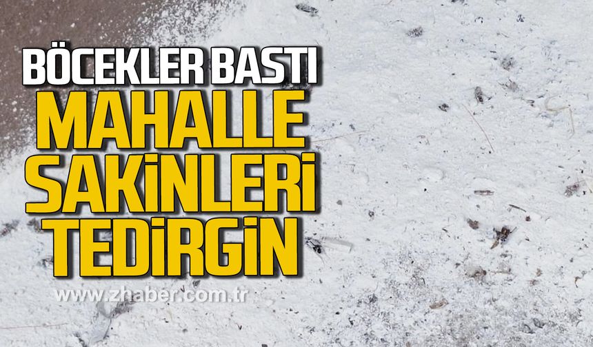 Alaplı'da mahalleyi böcekler bastı! Vatandaşlar tedirgin!
