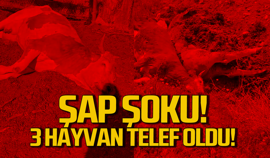 Karabük’te 3 inek şap hastalığından telef oldu