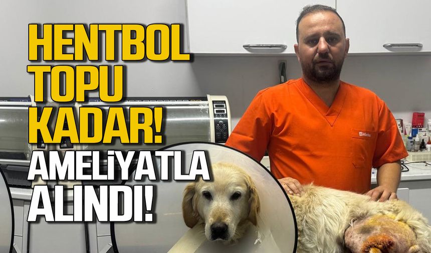 Köpeğin bacağında çıktı! Hentbol topu kadar!