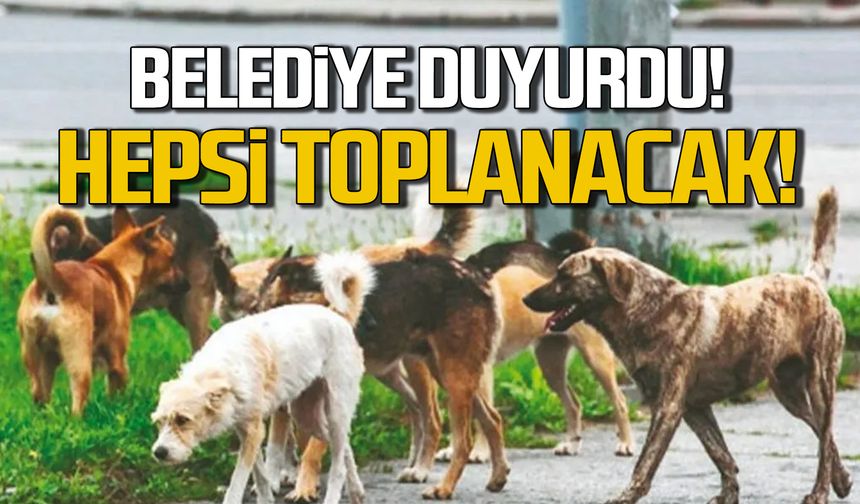 Belediye duyurdu! Sokaklardaki hayvanlar toplanacak!