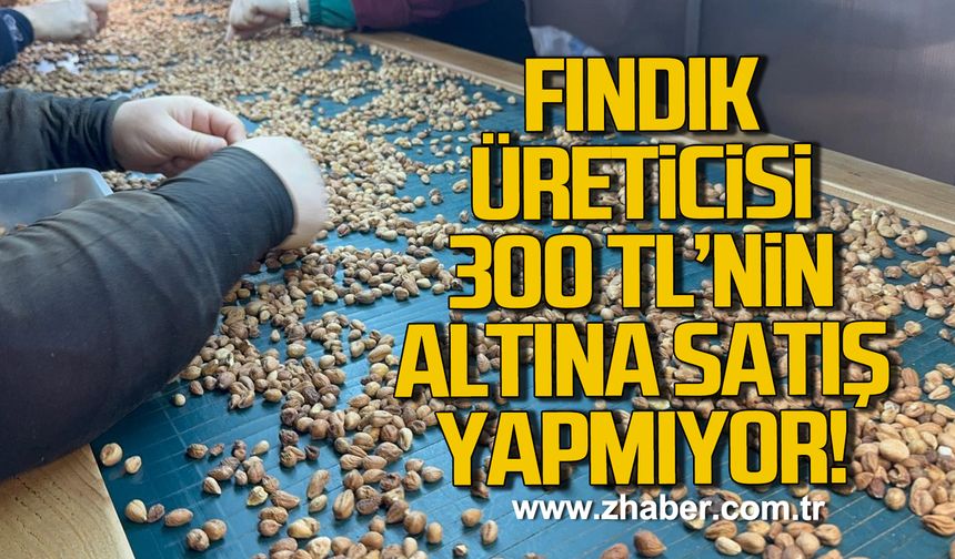 Zonguldak'ta fındık üreticisi 300 TL'nin altına satış yapmıyor!