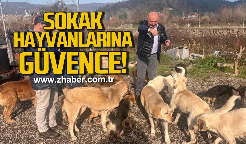 Gökçebey Belediyesi’nden sokak hayvanlarına güvence!