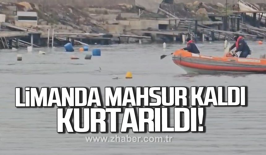 Alaplı limanında mahsur kalan yunus kurtarıldı