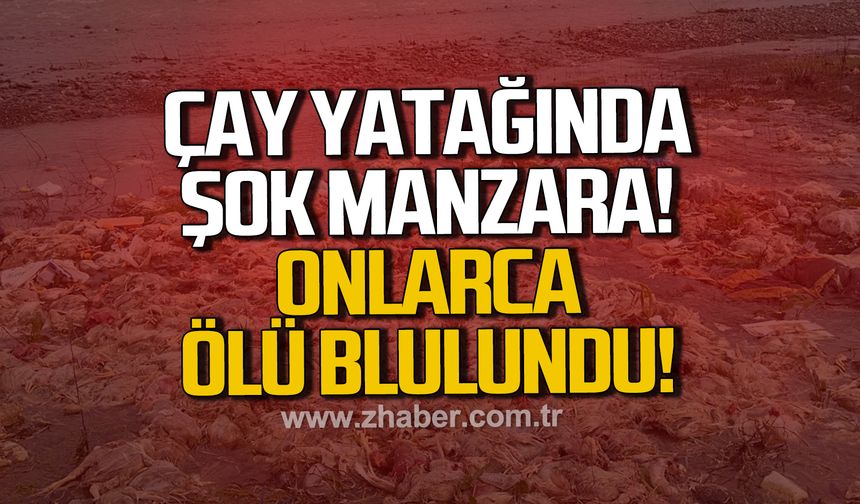 Alaplı'da çay yatağında onlarca tavuk ölüsü bulundu