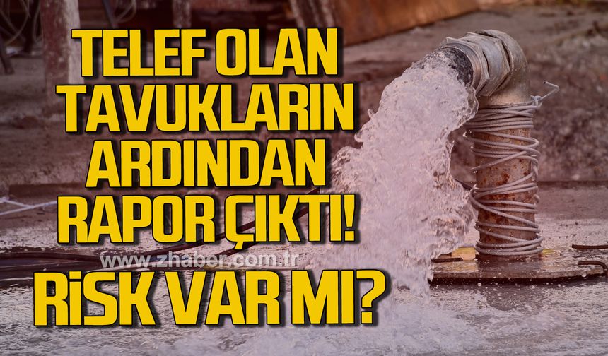 Alaplı'da telef olan tavukların ardından beklenen rapor açıklandı