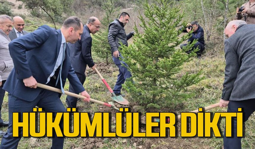 Hükümlüler fidan dikti