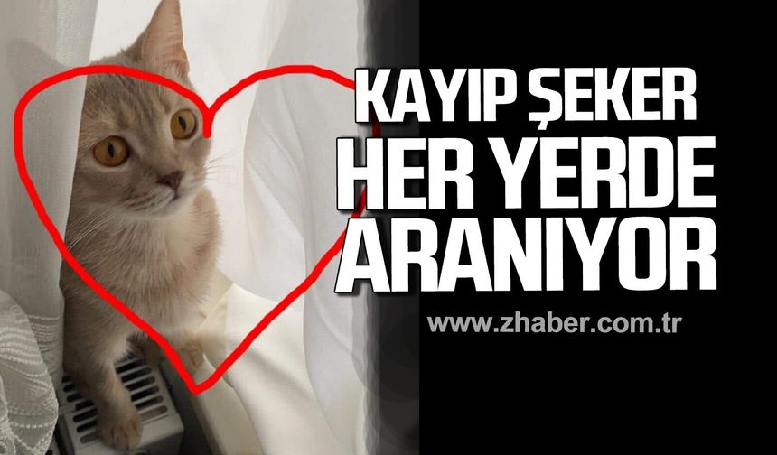 Zonguldak’ta Şeker isimli kedi her yerde aranıyor
