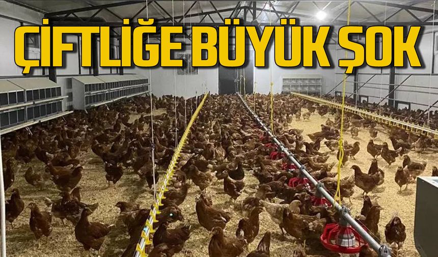 Zonguldak'ta tavuk çiftliğine büyük şok!