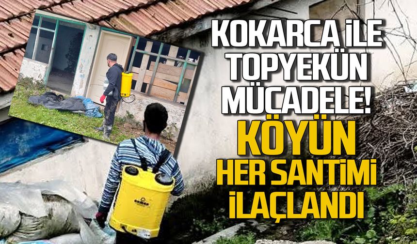 Zonguldak’ta kokarca ile topyekûn mücadele sürüyor