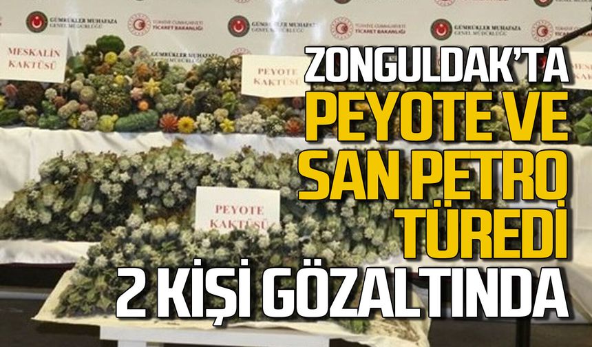 Zonguldak'ta Peyote ve San Pedro Kaktüsü türedi: 2 kişi gözaltına alındı