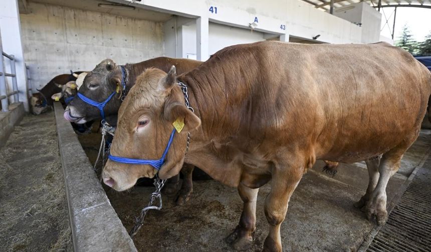 Kurban Bağışı Yaparken İnsanlar Nelere Dikkat Ediyor?