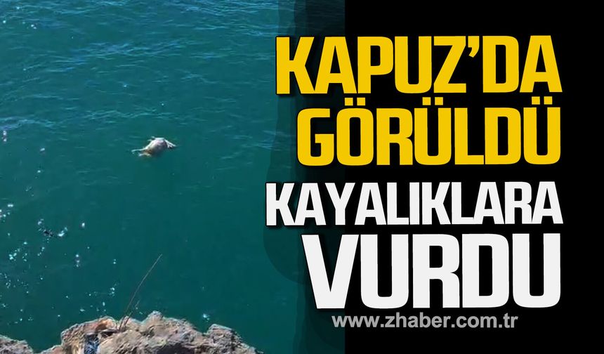 Zonguldak'ta kurbanlık koyun sahibinden kaçtı. Denizde telef oldu.