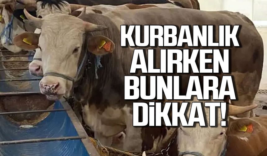 Kurbanlık alırken nelere dikkat edilmeli? Uzmanı uyardı