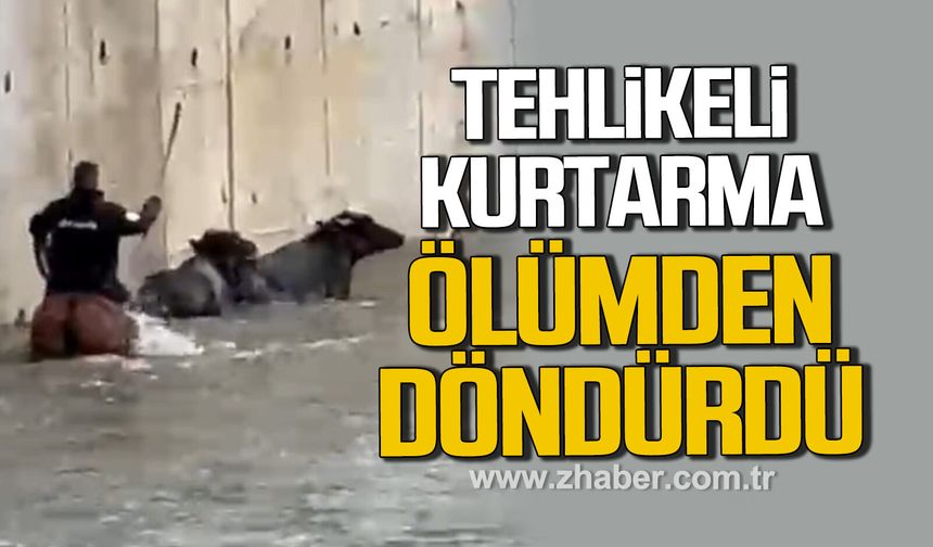 Yükselen suda mahsur kalan mandaları atıyla kurtardı