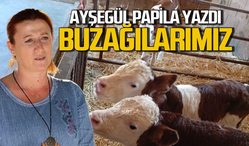 Buzağılarımız