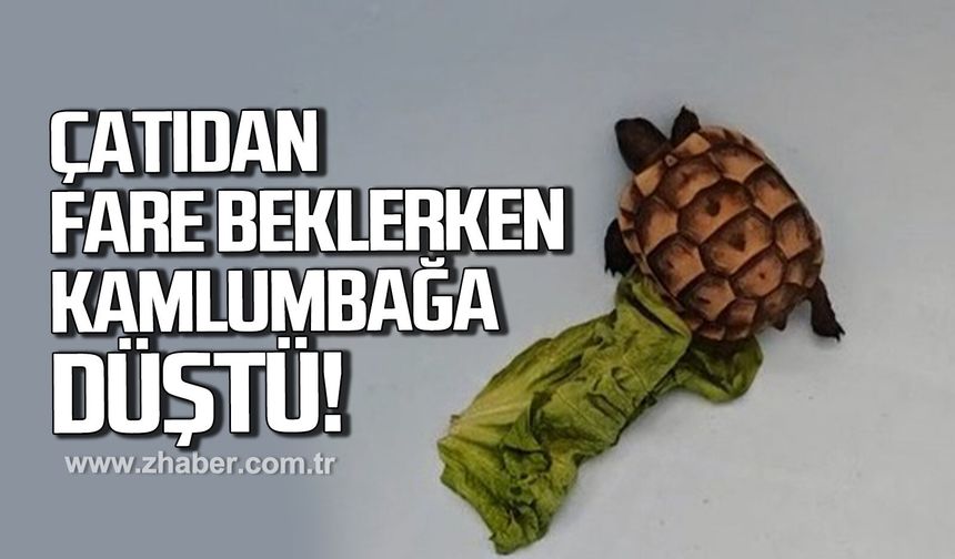 Bartın'da asma tavandan gelen ses korkusu sürpriz sonla bitti