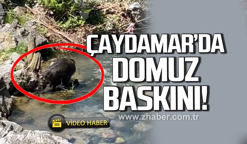 Çaydamar mahallesi’nde domuz alarmı