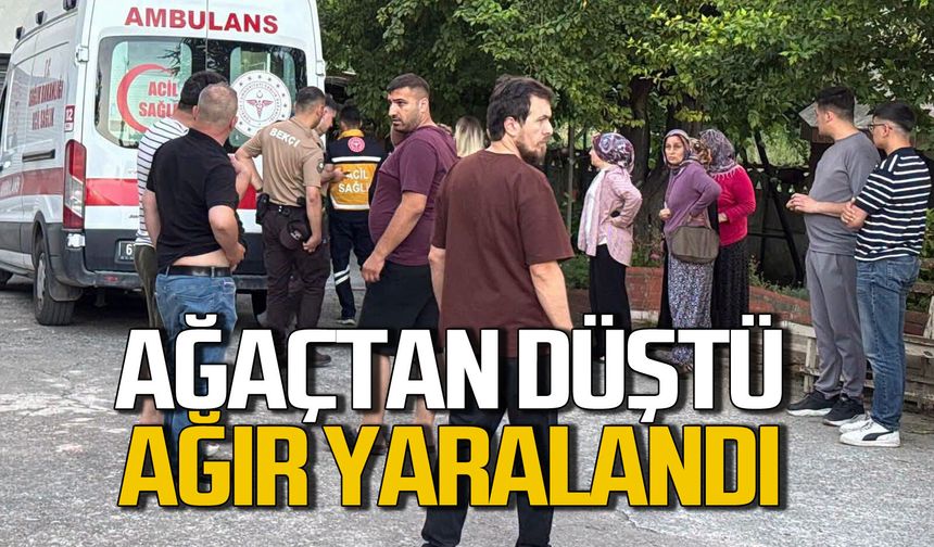 Ağaçtan düşen vatandaş ağır yaralandı
