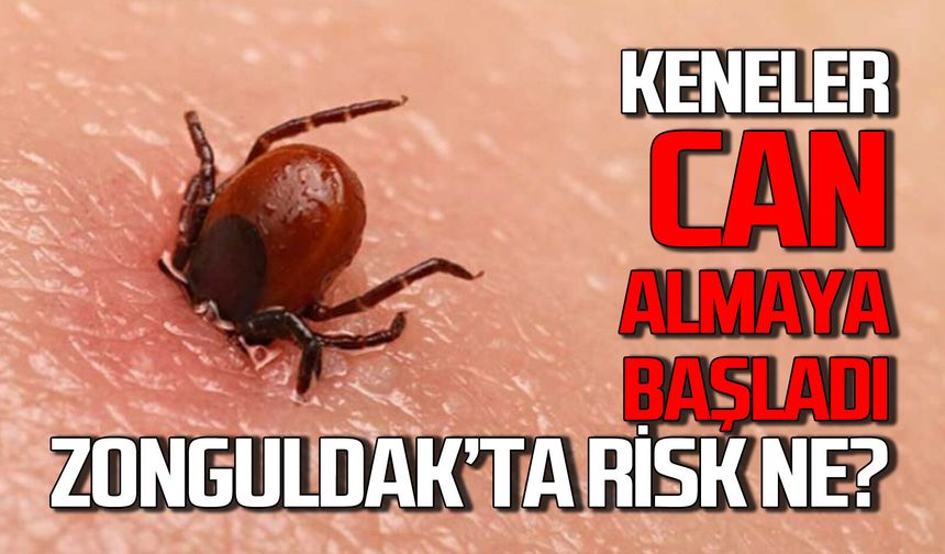 Keneler can almaya başladı: Zonguldak risk ne durumda?