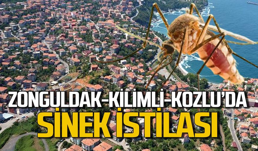 Zonguldak ve ilçeleri sinek istilasında: Vatandaşlar daha çok ilaçlama istiyor
