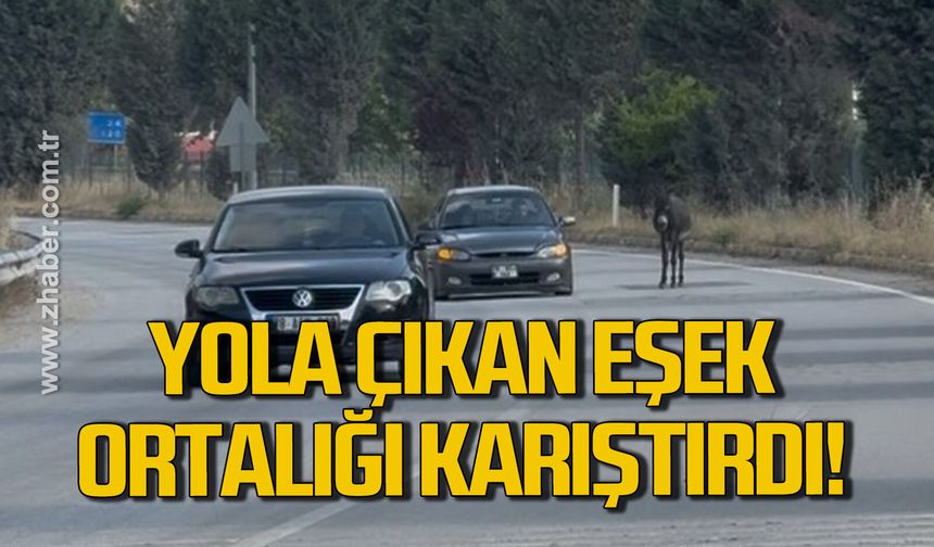 Karabük'te kara yoluna çıkan eşek trafiği tehlikeye düşürdü