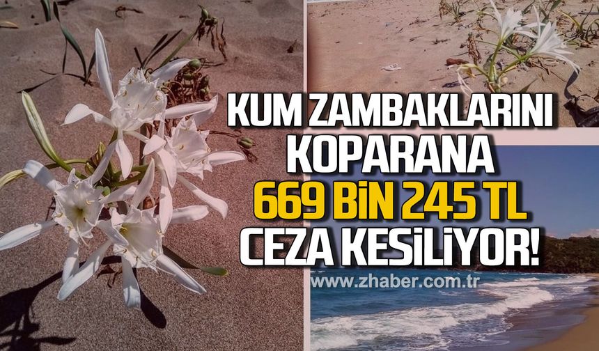 Filyos’un ender güzelliği tehlike altında: Kum Zambakları için alarm verildi