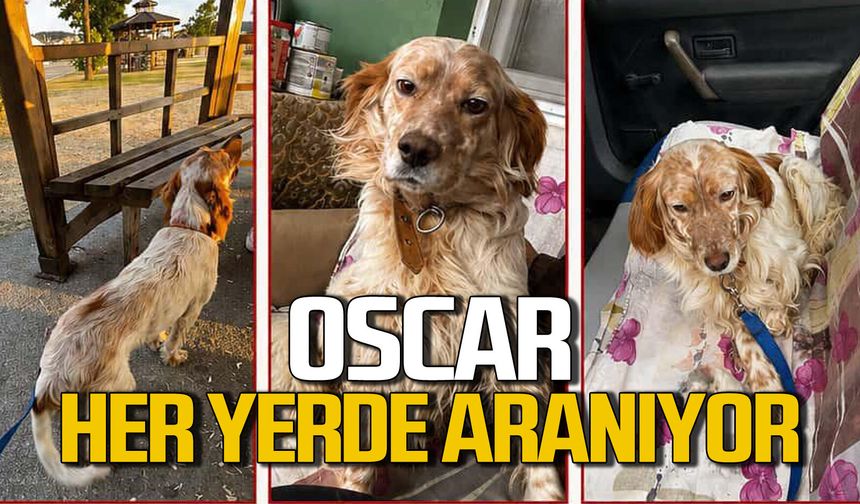 Oscar kayıp: Her yerde aranıyor