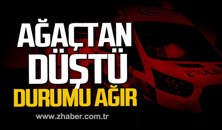 Alaplı'da incir ağacından düştü. Ağır yaralı.