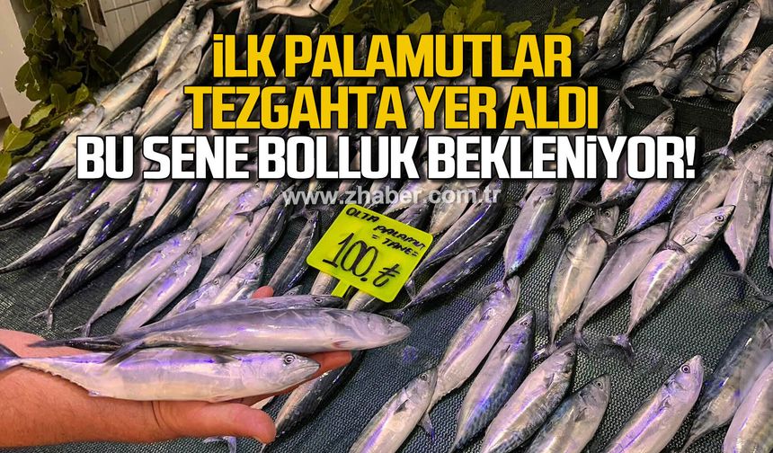 İlk palamutlar tezgahta yerini aldı. Bolluk bekleniyor