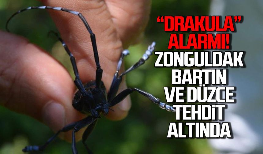 “Drakula” alarmı! Zonguldak, Bartın ve Düzce tehdit altında